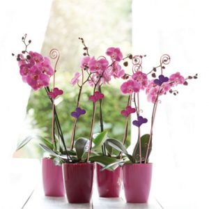Orchid plant