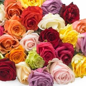 Just Mixed Roses