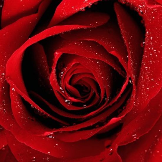 Got Red Roses Just Red Roses - Eros Florist Online