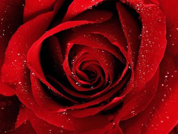 Beautilful close up red rose