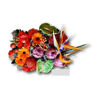 Indigenous Splendor