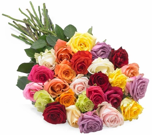 Just Roses - Image 2