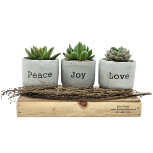 succulent-trio