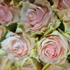 Light Pink Rose closeup. Eros Florist