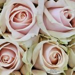 Pearl Roses Eros Florist, order these roses online