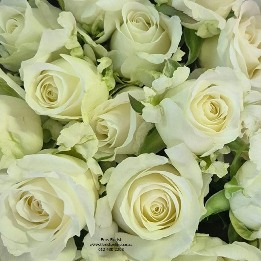 White Roses Variants Just White Roses - Eros Florist Online