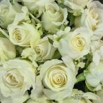 A stunning bouquet of white roses