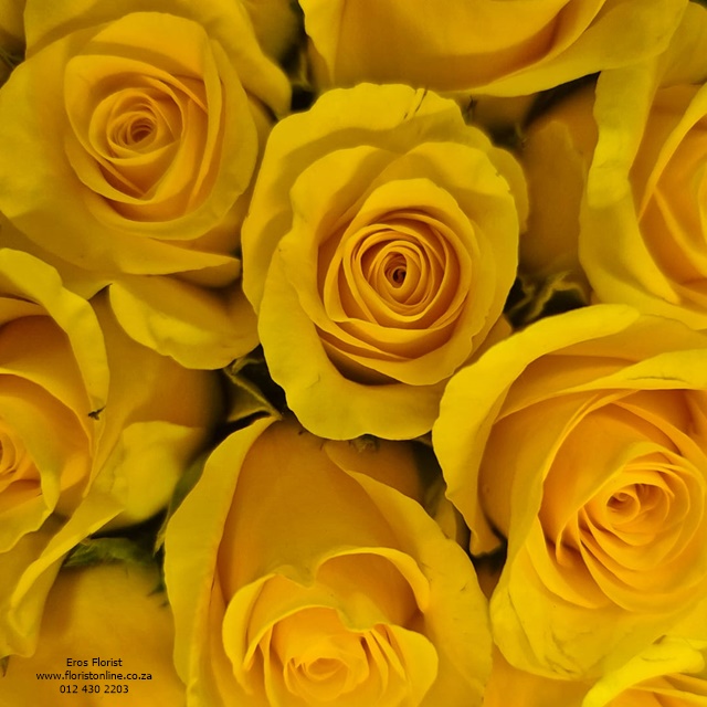 Yellow roses Eros Florist