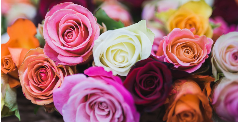 There are a variety of rose colours, each able to convey its own meaning