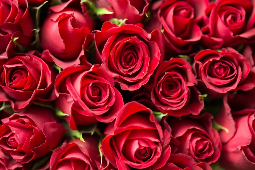 The number of roses in a bouquet often carry symbolism including for red roses which are an iconic Valentine's Day gift