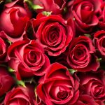 The number of roses in a bouquet often carry symbolism including for red roses which are an iconic Valentine's Day gift